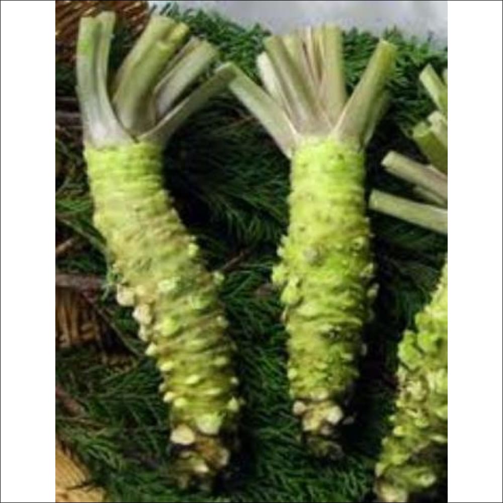 Fresh Wasabi Rhizomes Wasabi Wasabi Rhizomes