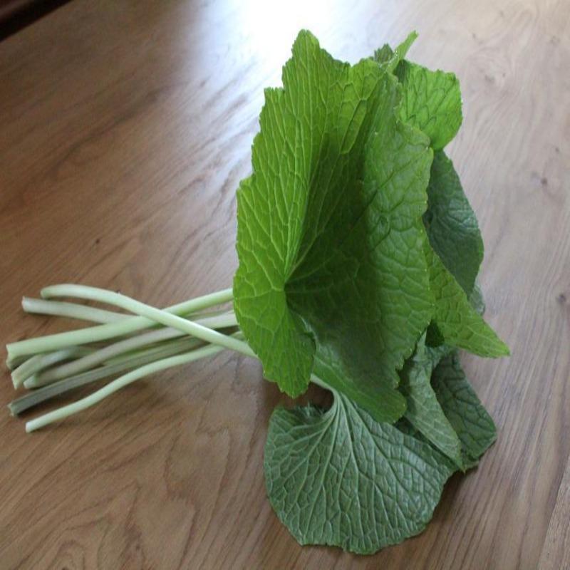 Fresh Wasabi Stems