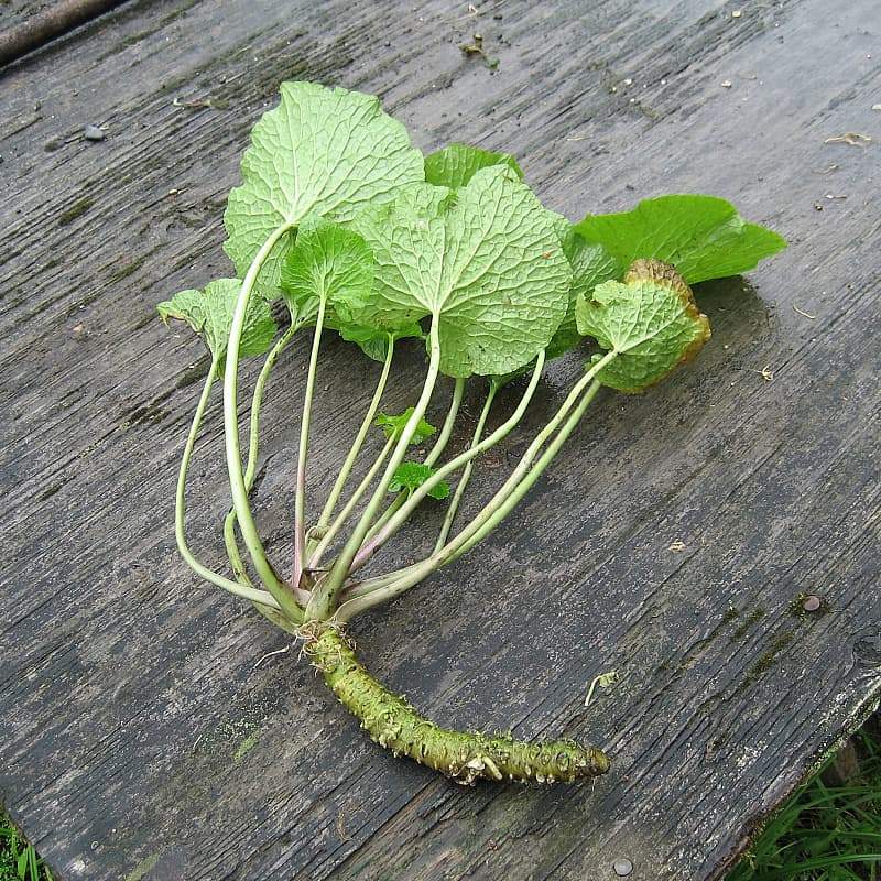 Wasabi Stems