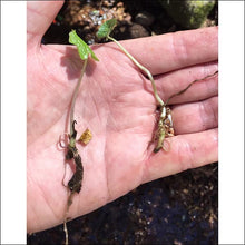 Load image into Gallery viewer, Wasabi Plants - Authentic hard-to-find wasabi plant starts