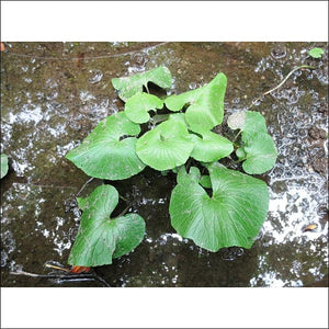 Wasabi Plant