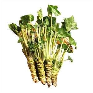 Fresh Wasabi Rhizomes Wasabi Wasabi Rhizomes