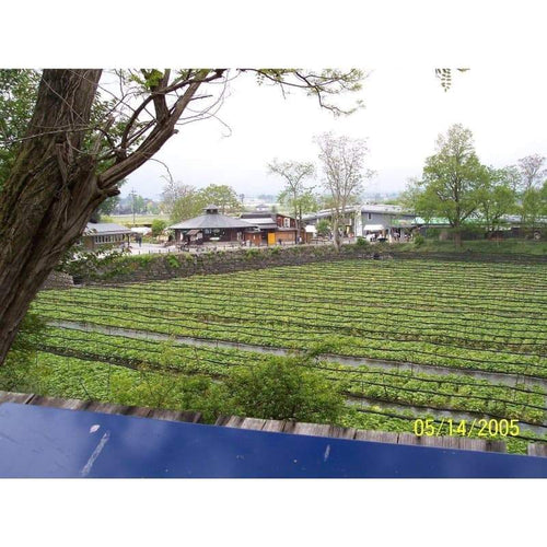 Wasabi cultivation