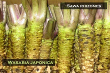 Load image into Gallery viewer, Real Wasabi Powder - Case Medium Jars