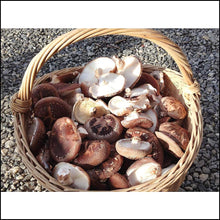 Load image into Gallery viewer, Shiitake mushroom