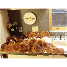 Load image into Gallery viewer, Shiitake mushroom