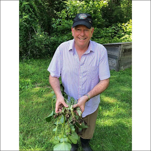 Wasabi Plant Starts